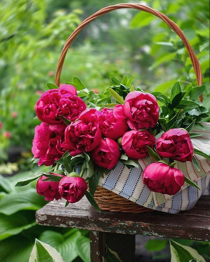 peony