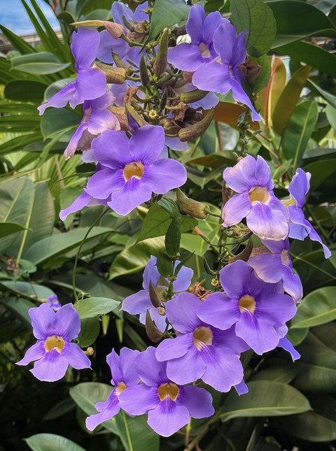紫色, 野花壁纸