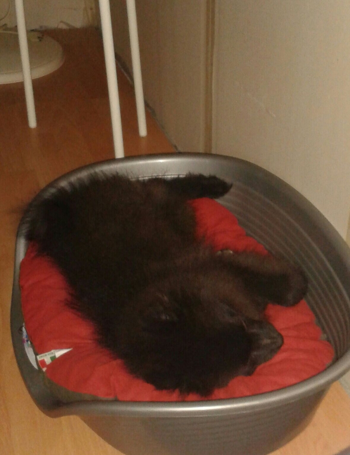 Il piccolo cane