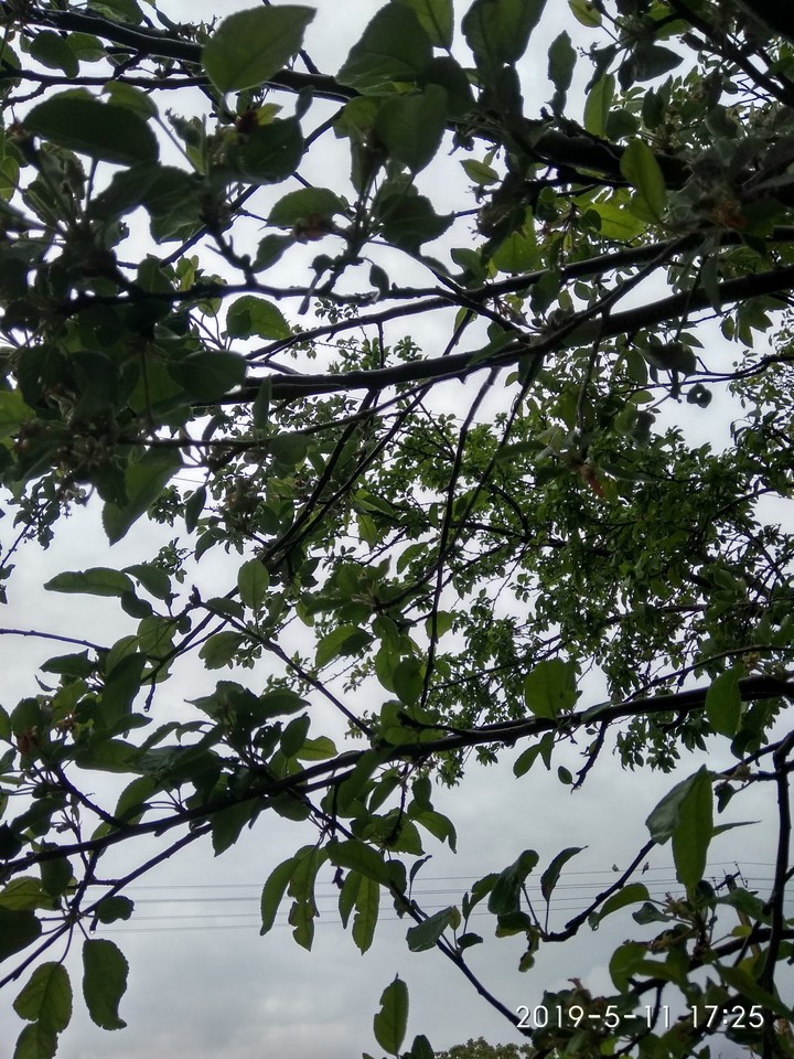 деревья
