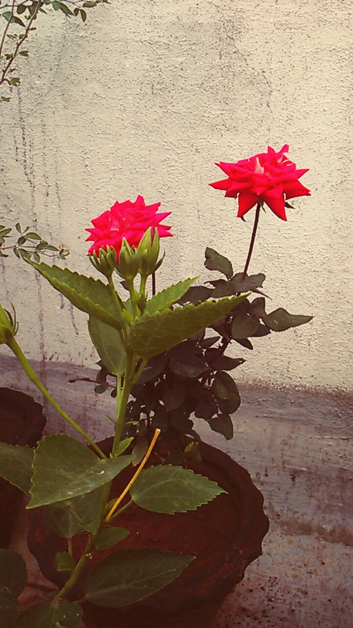 feel alive rose