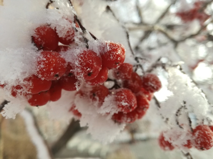 a piece of winter