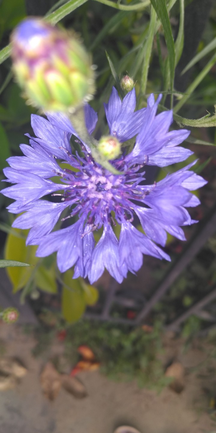 Violet Delight