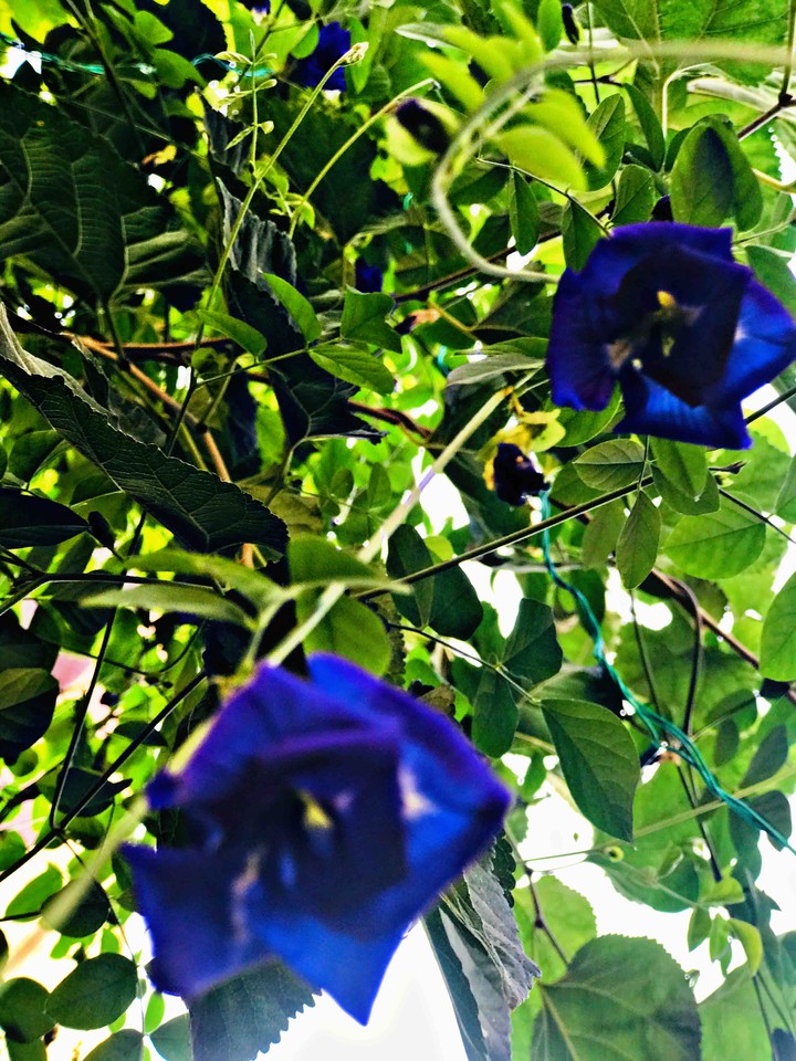 ? flowers