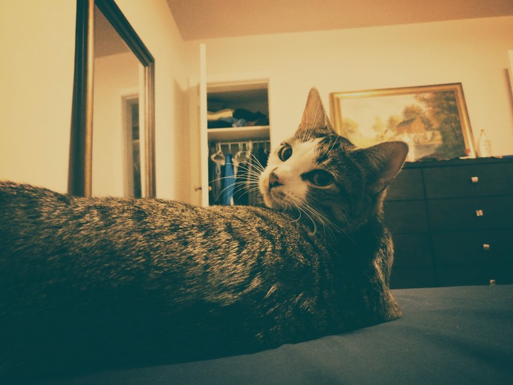 kitty vogue