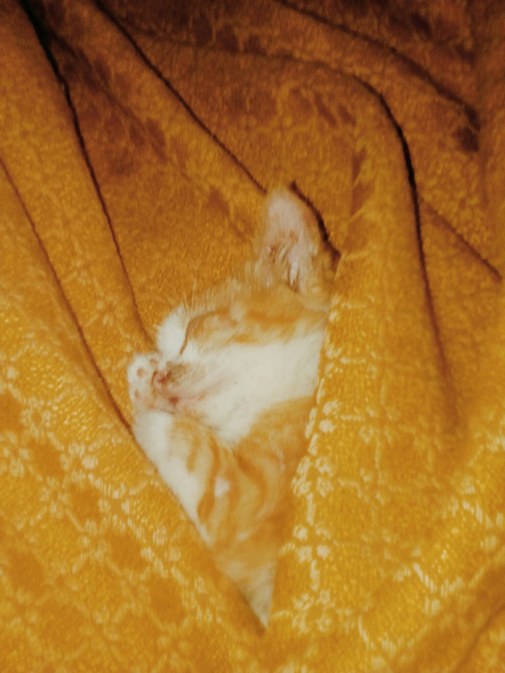 котик