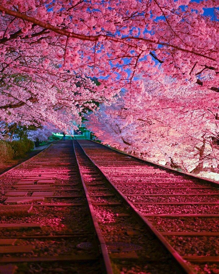 cherryblossoms