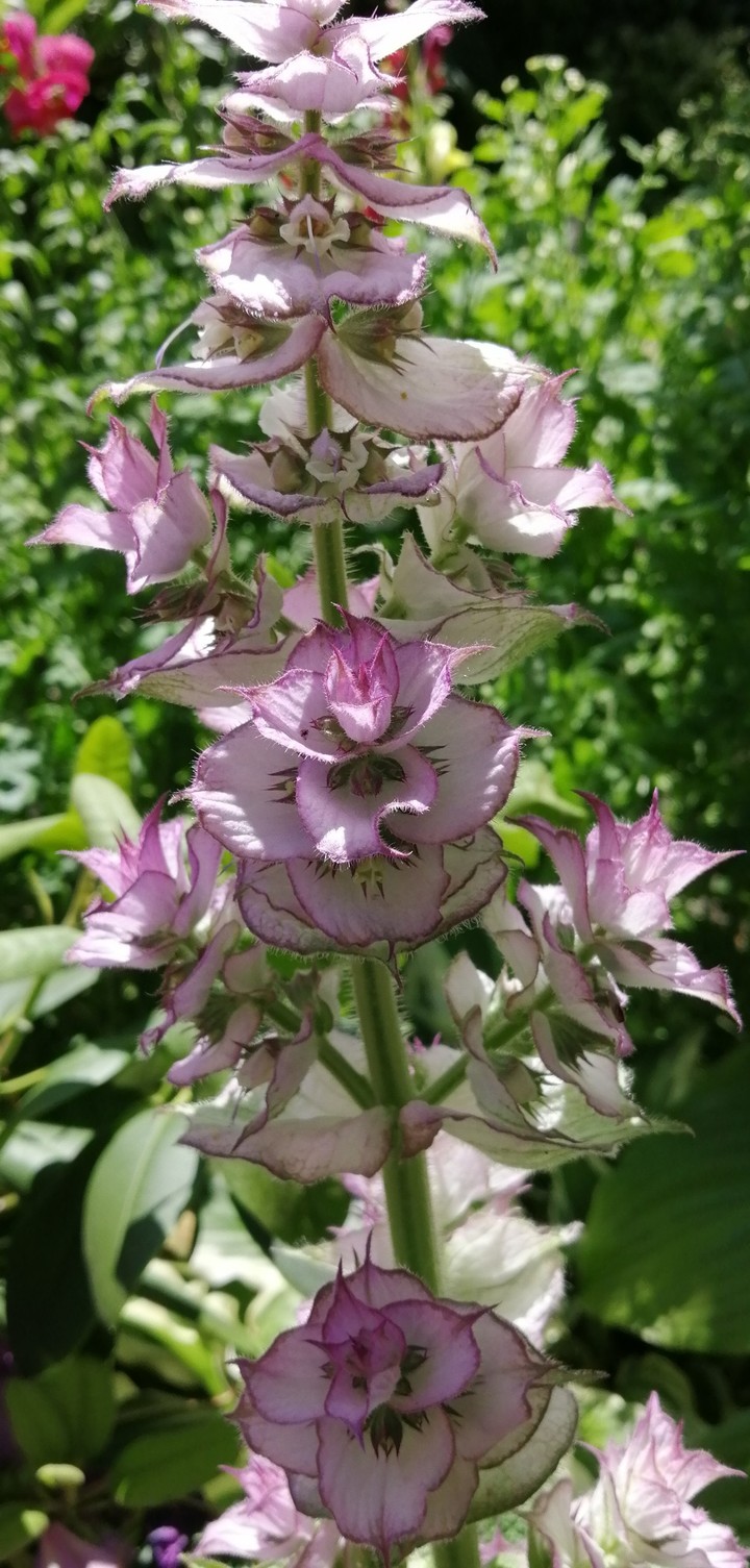 flower