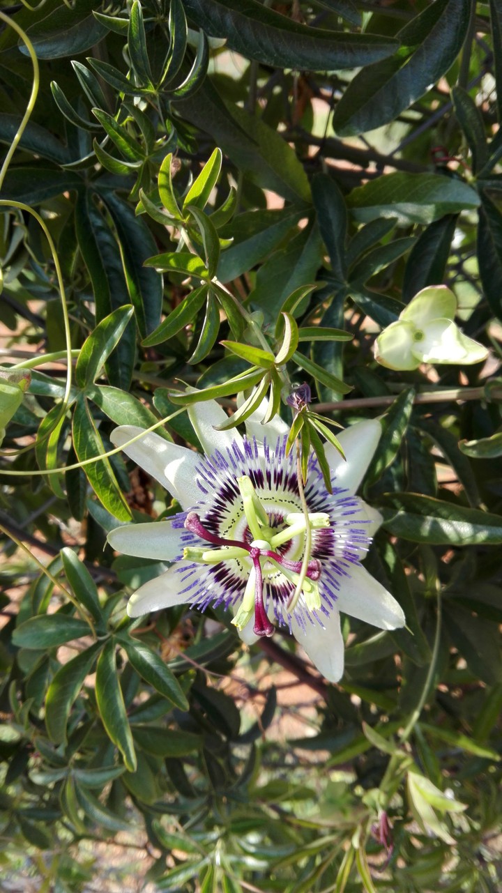Paradise Flower