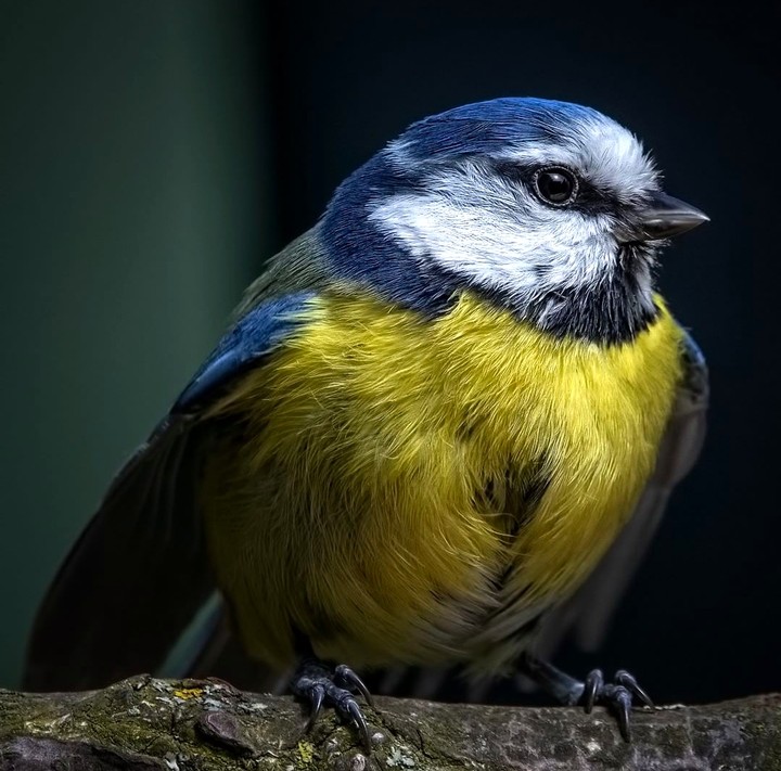 bluetit