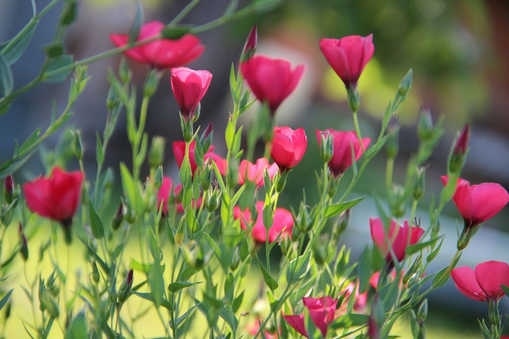 pink flowers
