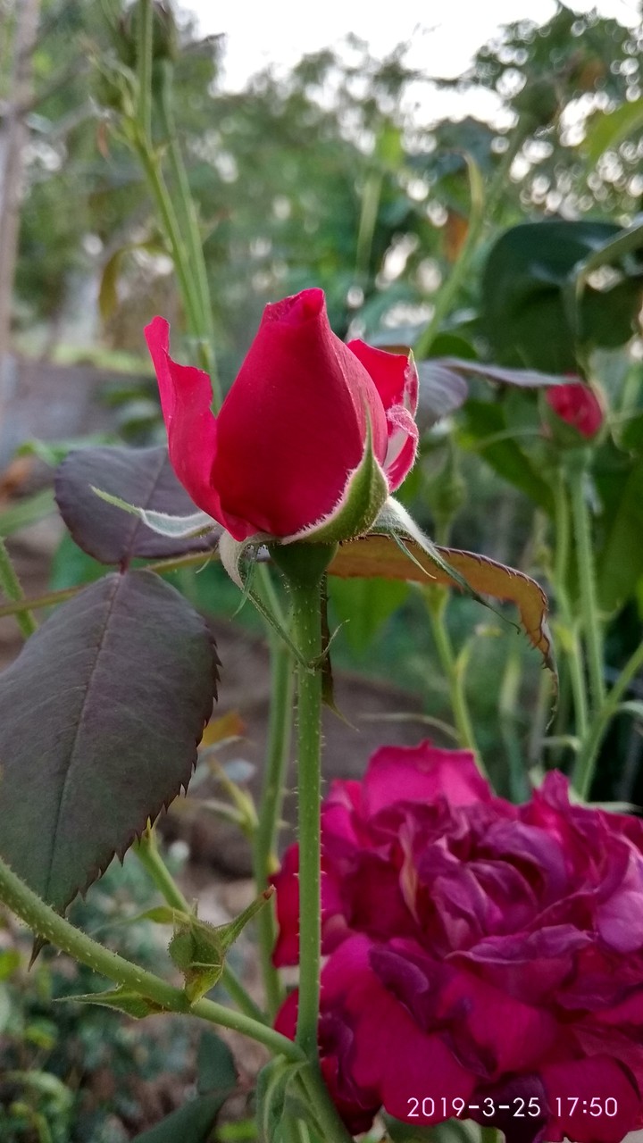 flower