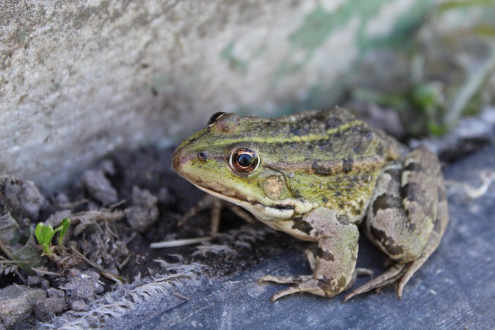 frog
