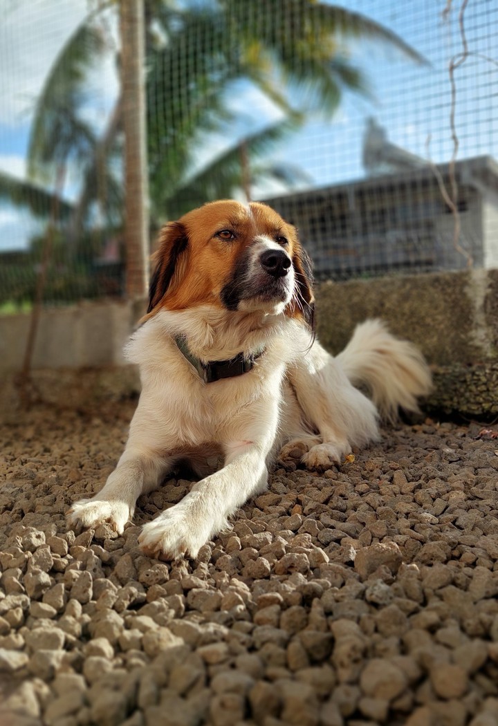 Dog