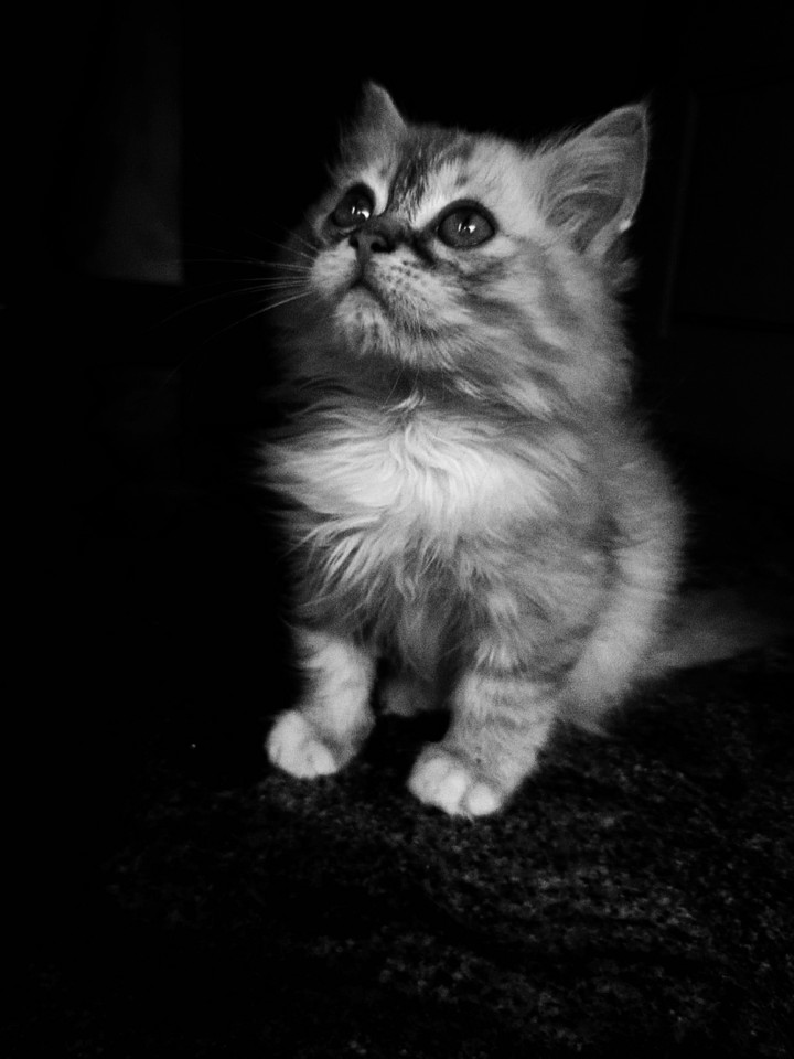 kitten