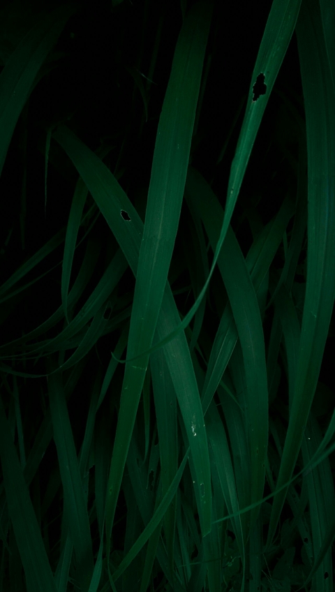 Dark Green Leaves