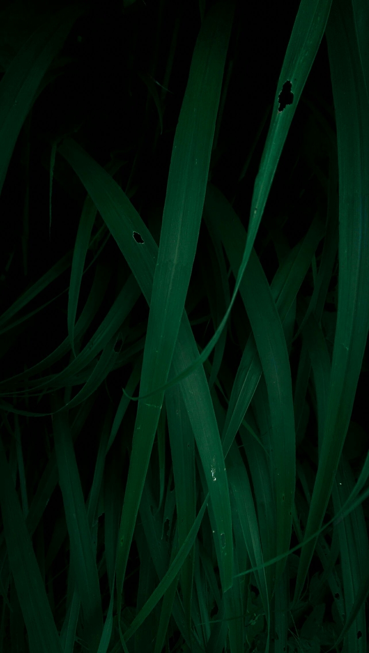 Dark Green Leaves