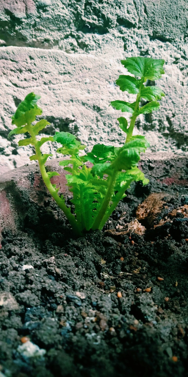 green !