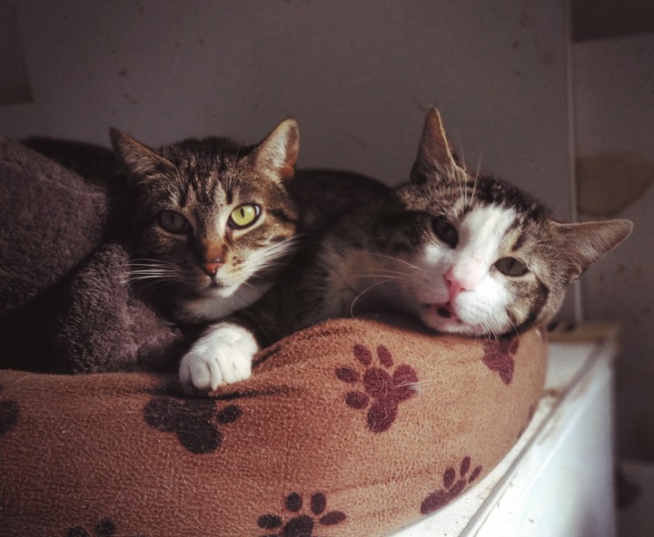 Lince and Teo