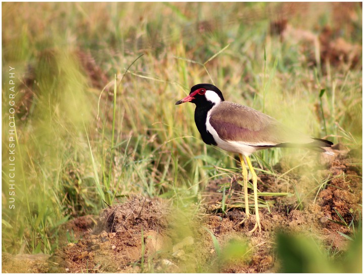 Bird Photography