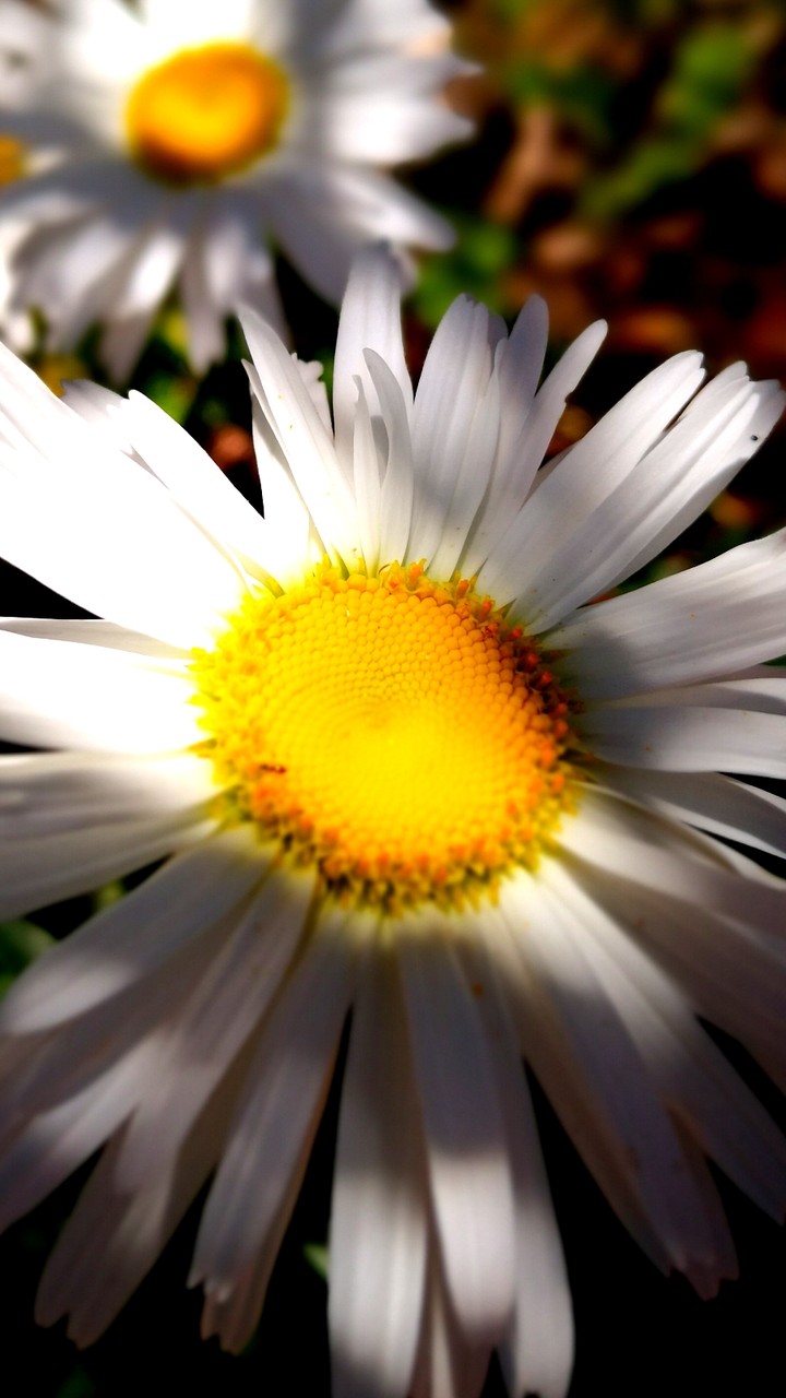 O brilho da primavera!
