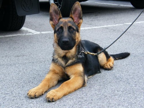 German Shepherd.