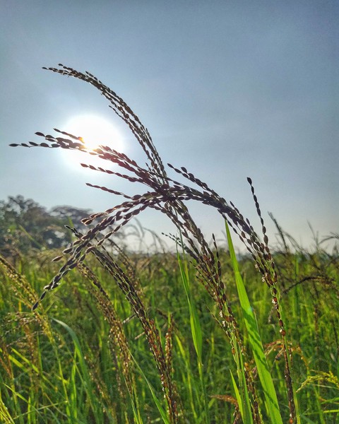Rice, Paddy háttérképek