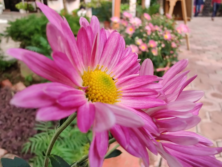 Colors of nature (3)