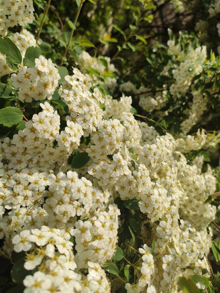 Куст невесты