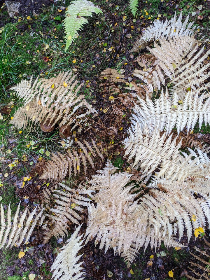 Wald
