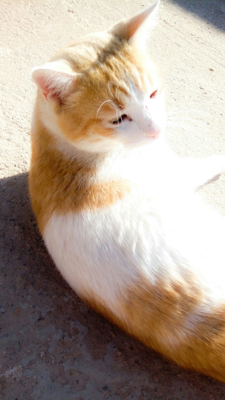 cat