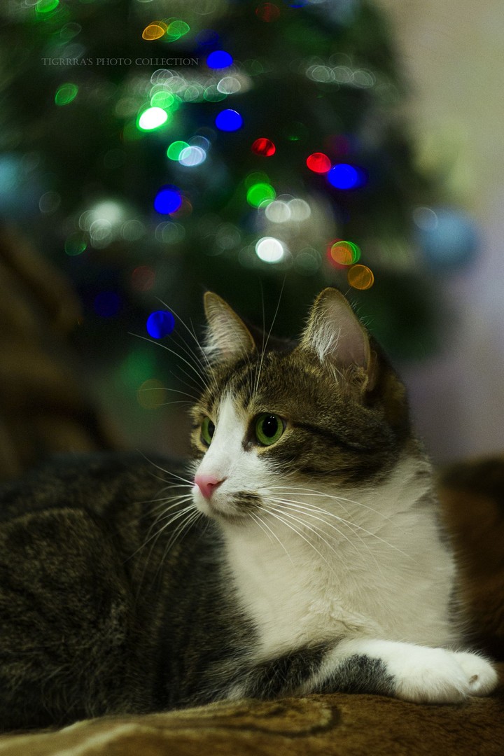 новогодний кот