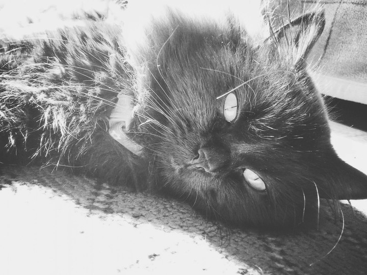 BLACK CAT2...