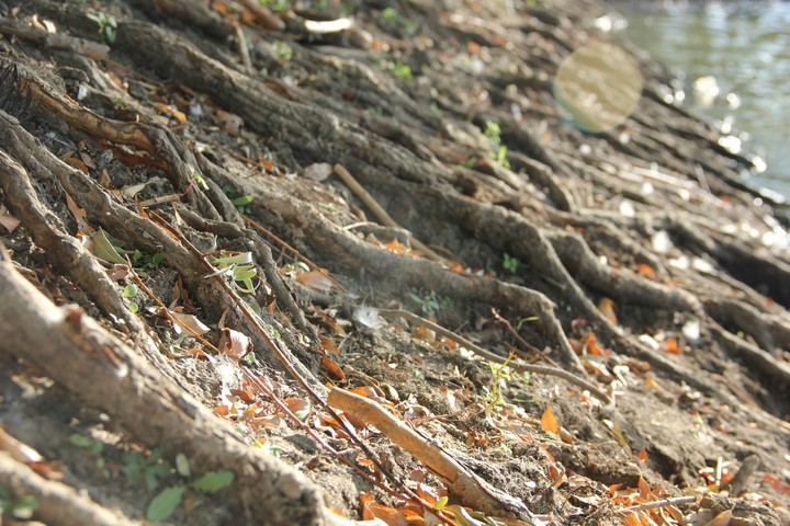 Tree roots on the shore