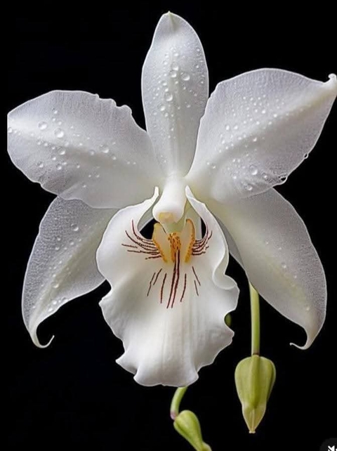 tapety flower, dendrobium