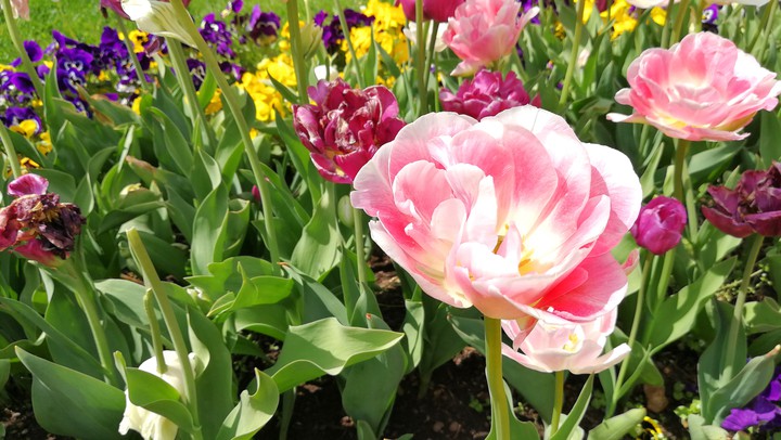 Tulpen im Park