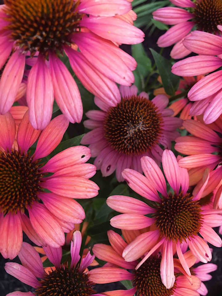 coneflowers 3