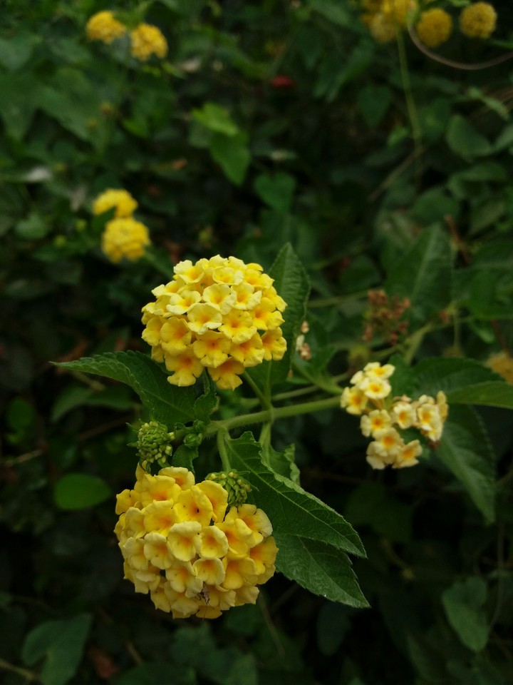 flowers