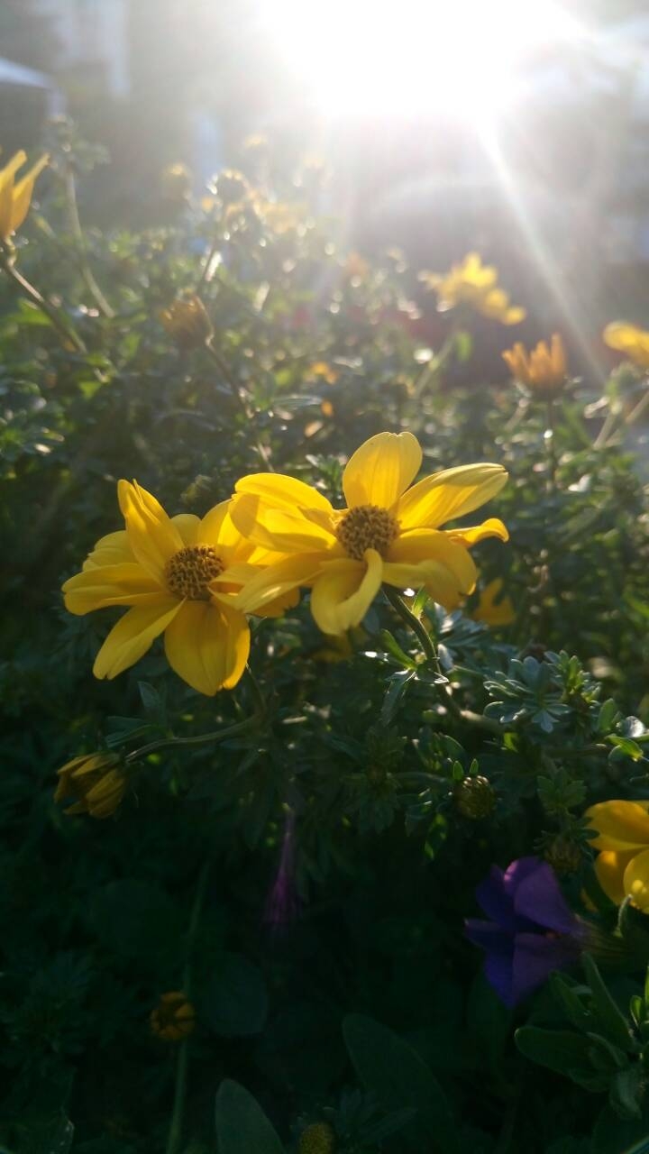 flower