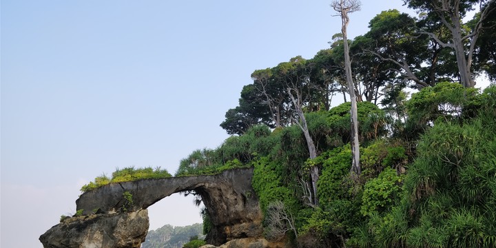 Bridge of nature