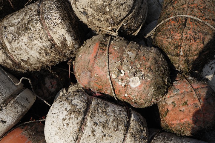 Still Life