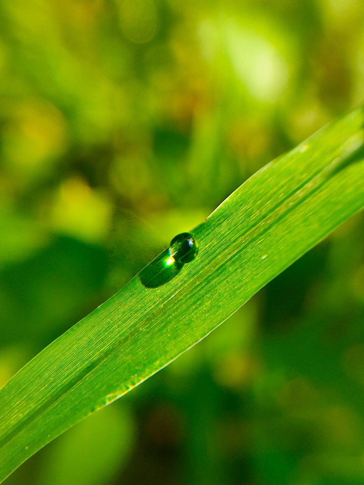 drop of joy