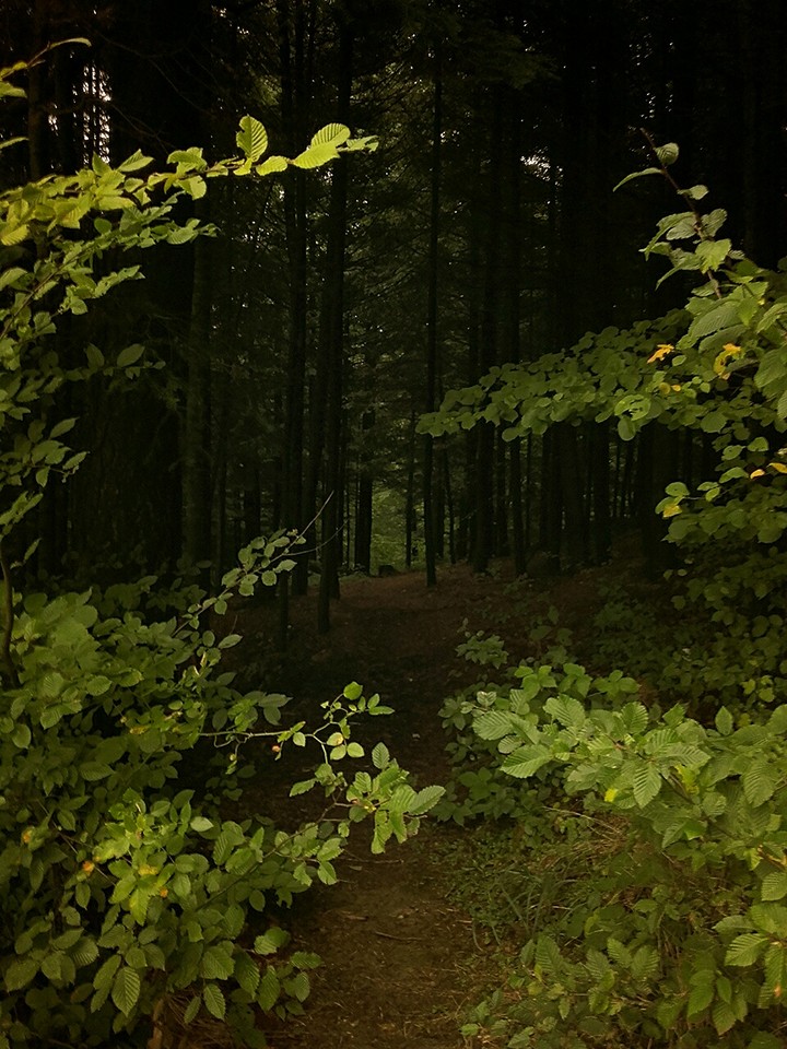 forest