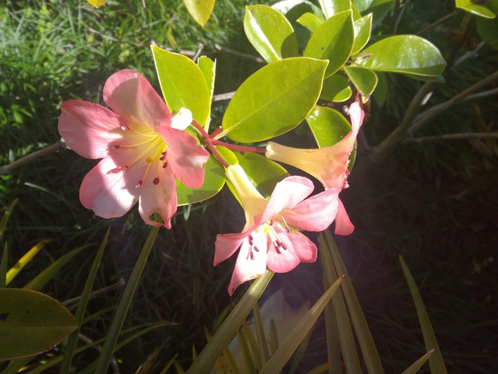 Pink and yellow flowers