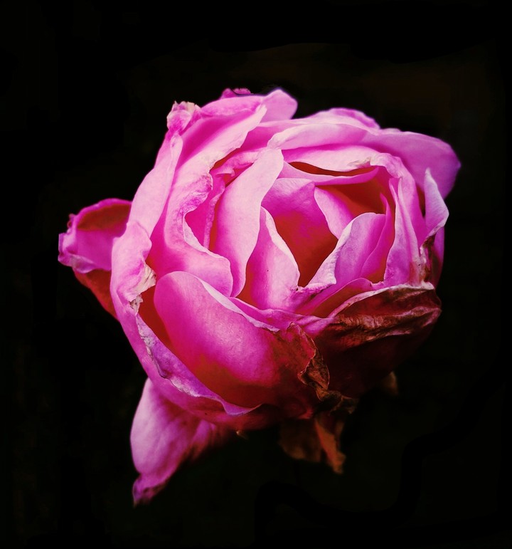 Pink rose