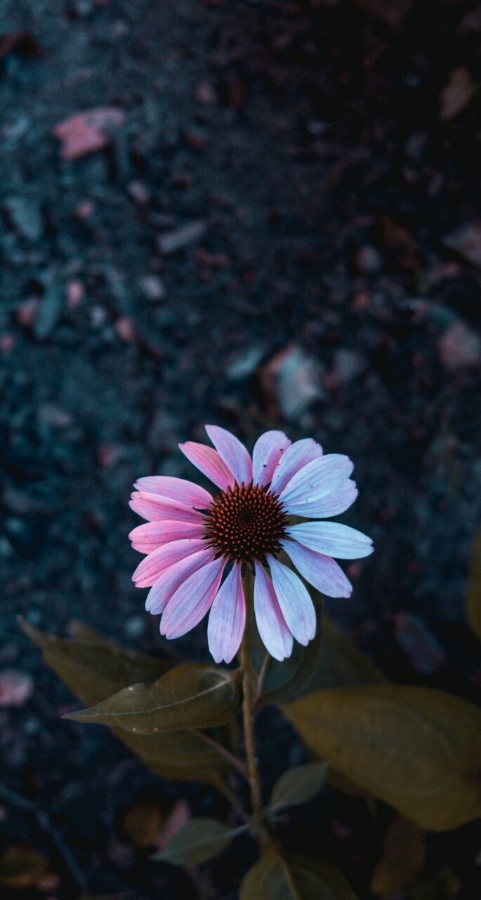 flower plant