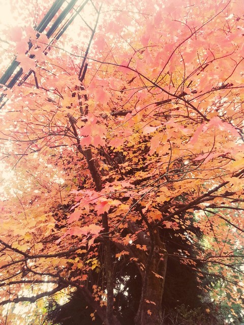 I love fall!