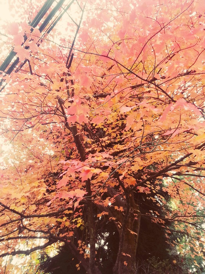 I love fall!