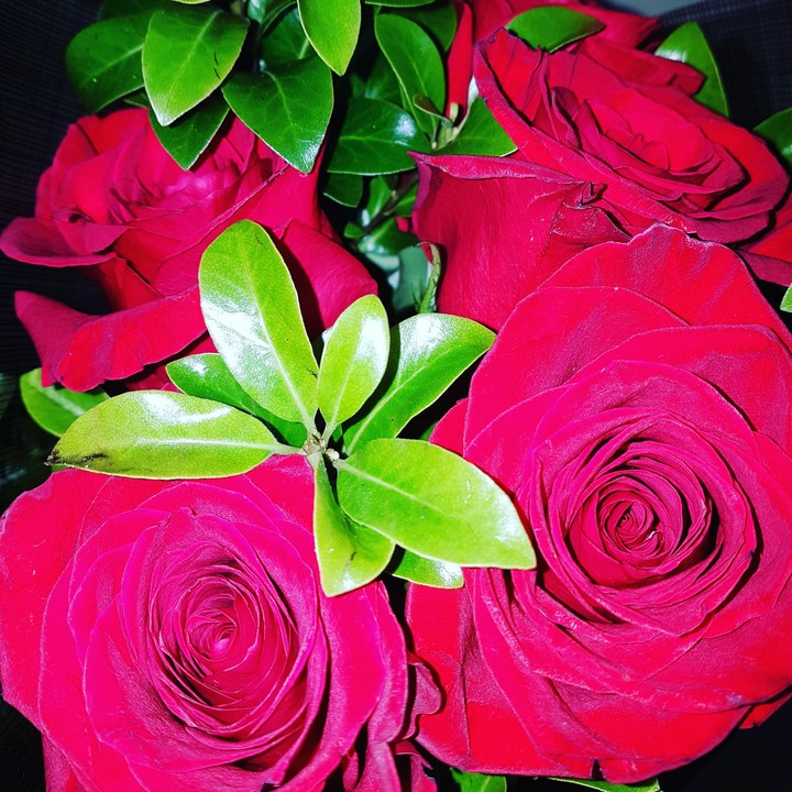 rose