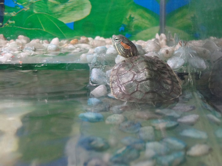 ninja turtle
